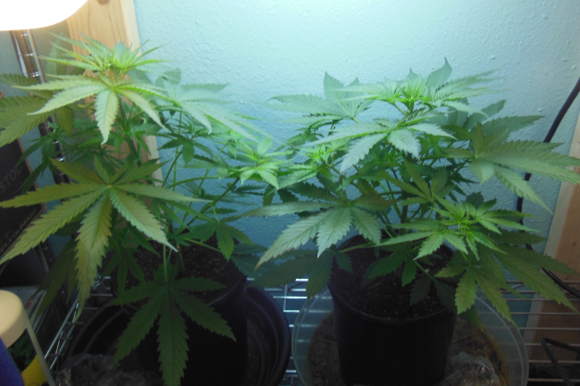 New marijuana plants